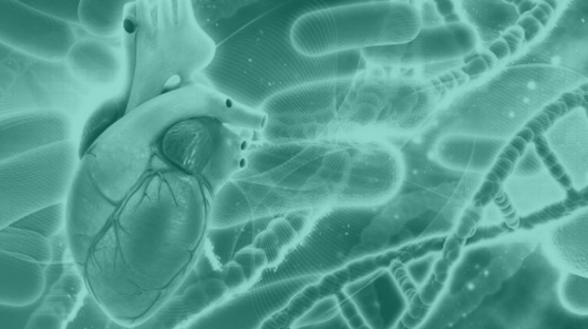 Día Europeo de Prevención de Riesgo Cardiovascular ¿Qué debemos hacer para cuidar nuestro corazón y sistema vascular? imagen